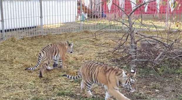 Falconara, controlli agli animali del circo Tre tigri senza autorizzazione, sequestrate