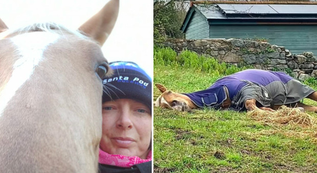 La proprietaria del cavallo (dopo numerose denunce dei passanti) tranquillizza sui social: «Non è morto, è solo pigro»