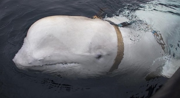 Beluga russo in Svezia, il caso della balena Hvaldimir: «È una spia della marina di Putin»