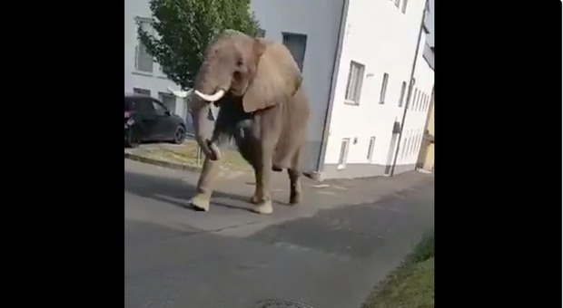 L'elefante in fuga dal circo passeggia libero in città tra la gente Video
