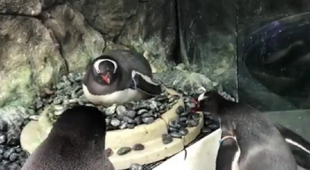 La coppia di pinguini gay che stupisce tutti e cova un uovo