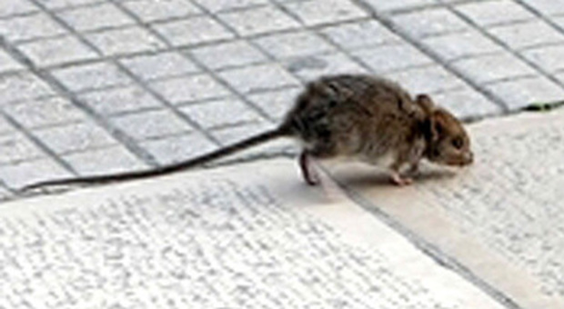 Salotto di corso Trieste a Caserta, qui il gran ballo dei topi