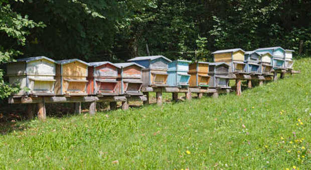Le arnie, casette per le api