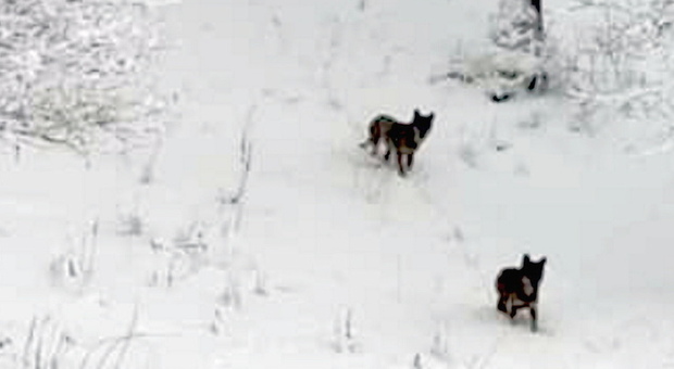 Polino, i lupi scendono a valle dopo la prima neve alla Pelosa