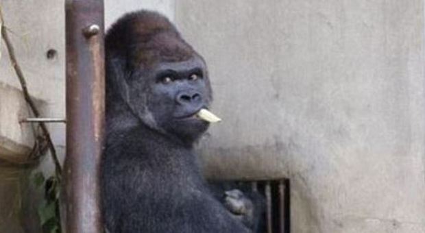 Shabani, il bellissimo gorilla rubacuori: in Giappone le donne fanno la fila allo zoo per vederlo