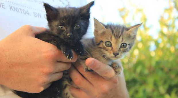 I due gattini che si sono salvati: ora cercano casa
