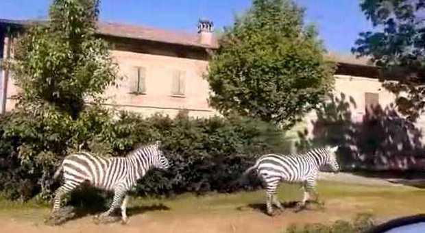 Reggio Emilia. Due zebre fuggono dal circo: ritrovate in un vigneto | Foto