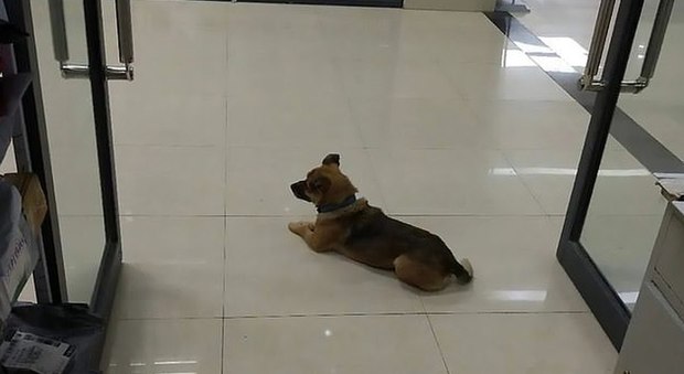 Cane attende da tre mesi nell'ospedale di Wuhan il ritorno del suo padrone che è deceduto a causa del Covid 19