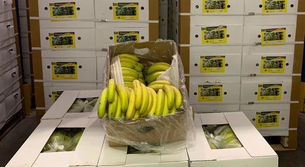 Ventidue tonnellate di banane dall'India per i poveri del Friuli