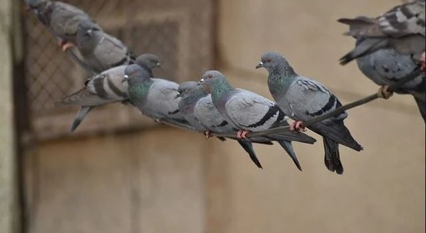 Pesaro, chiamano i vigili per i piccioni ma non hanno i dissuasori: tutti multati