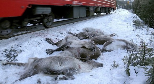 Norvegia, massacro di renne durante la transumanza: oltre 100 muoiono travolte dai treni