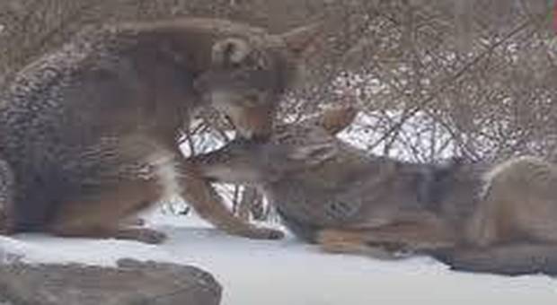 La cura personale dei lupi in un video catturato dal Wolf Conservation  Center