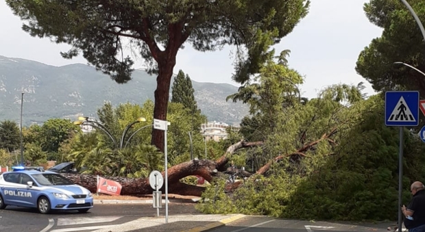 Terni, maltempo: decine di interventi e un albero caduto blocca il traffico