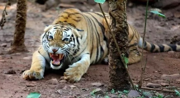 Entra nel recinto delle tigri all'ora del pasto: sbranato 50enne dipendente parco turistico
