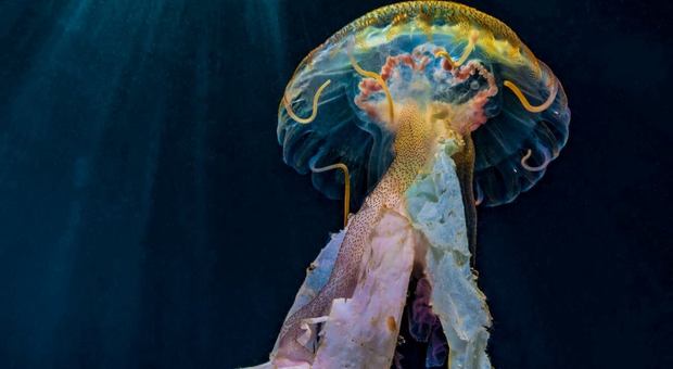 Costiera, medusa trascina brandelli di plastica: la foto che indigna il web