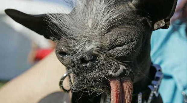 Morto Elwood: «Era il cane più brutto del mondo. Sembrava Yoda e E.T.» | Foto