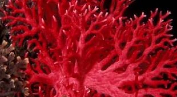 Corallo rosso a rischio nel golfo di Napoli, l'allarme di Asso Fotografi sub