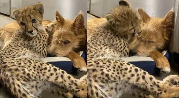 Cuccioli di ghepardo e cane diventano inseparabili: le foto dei 2 «amici» fanno il giro del web