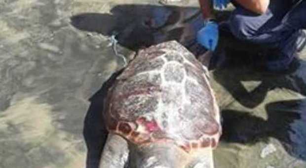 Latina, tartaruga decapitata ritrovata sulla spiaggia: uccisa da un motoscafo