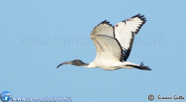 Splendido uccello in bianco e nero in volo sul cielo di Porto Recanati