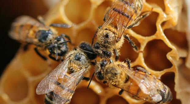 Giornata Mondiale delle api, 3Bee lancia il progetto 3Bee Education per le nuove generazioni