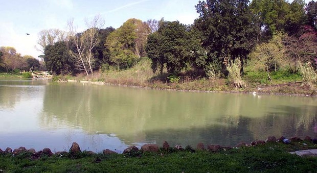 Roma, caso di aviaria a Villa Pamphili: morto un cigno. Parco chiuso 10 giorni