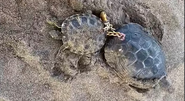 Le due tartarughe trovate incatenate (immag e video pubbl da Radio Television Canaria su fb)