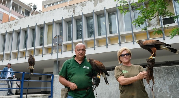 Falchi in azione per “dissuadere” i piccioni che infestano l'ospedale di Latina