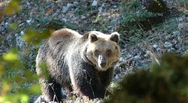 Avvistato un orso sul monte Matajur