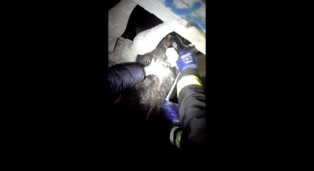 Il cane con la testa incastrata liberato dai Vigili del fuoco