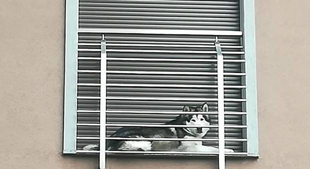 Il grosso husky imprigionato in un balcone minuscolo, la denuncia sui social fa scattare i provvedimenti