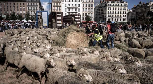 Lione invasa dalle pecore, protesta dei pastori contro gli attacchi dei lupi: «Non c'è prevenzione»