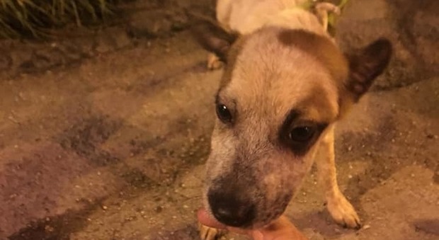 Il padrone ubriaco la lega e la bastona: cucciolo di cane salvato dai volontari nel Napoletano
