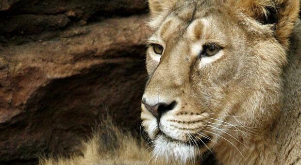 Barcellona, quattro leoni dello zoo positivi al Covid: mistero sul contagio