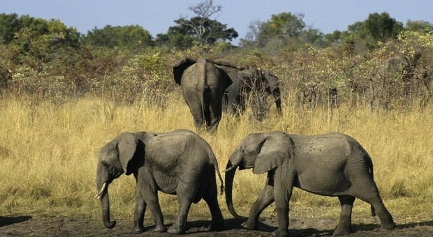 Namibia, 170 elefanti a rischio estinzione finiscono all'asta. Ira associazioni ambientaliste