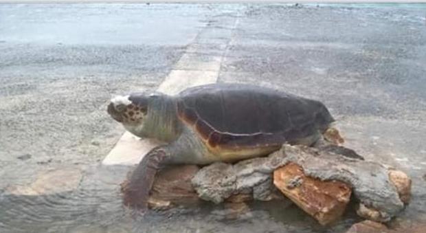 La carcassa di una tartaruga "caretta caretta" trovata sul lungomare di Porto Cesareo