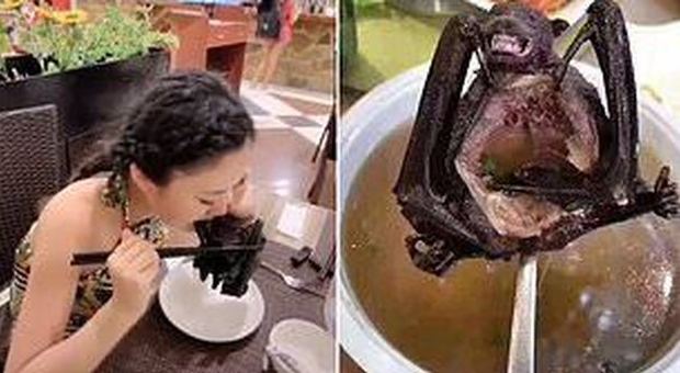 Virus Cina, ragazza mangia un pipistrello al ristorante, animale da cui si sospetta sia partita la malattia
