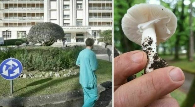 Raccolgono funghi nel bosco dell'ospedale e li mangiano a cena: nonna di 92 anni morta avvelenata, altri 4 intossicati