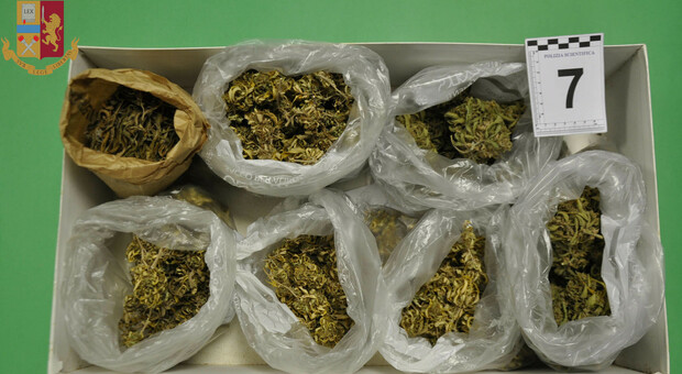 Forte odore di marijuana nei vicoli del centro: arrestato 60enne con una piantagione in casa