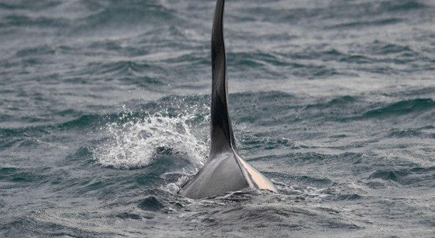 Orche attaccano e affondano lo yacht "Grazie Mamma": «Hanno colpito per vendetta?»