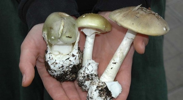 Intera famiglia avvelenata dai funghi: due morti, tre gravi