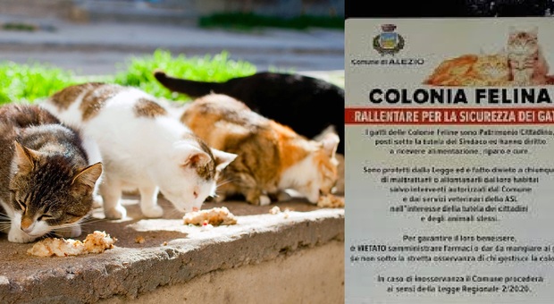 "Attenti ai gatti": da Alezio arrivano i cartelli per la sicurezza dei felini