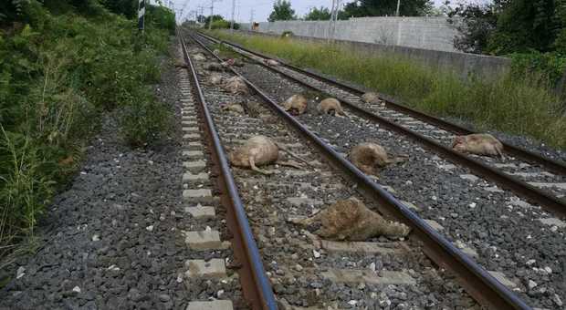 Gregge sui binari investito da un treno, 35 pecore morte sul colpo