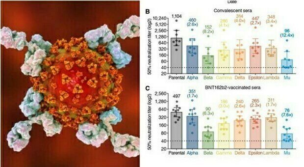 Variante Mu è «altamente resistente agli anticorpi del vaccino e dei guariti», lo studio (in preprint) dal Giappone