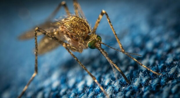 Zanzare avvistate per la prima volta in Scozia, è allarme tra gli esperti: «Possono trasmettere malattie come Dengue e Zika»