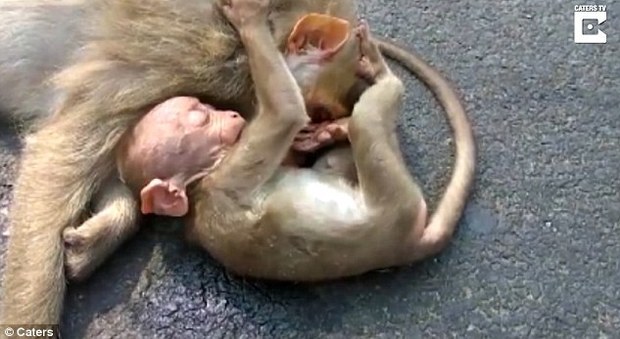 La baby scimmia piange sul corpo della mamma morta: una storia che commuove il web