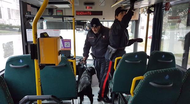 Falconara, bus di studenti al setaccio con i cani: trovati bilancino e marijuana