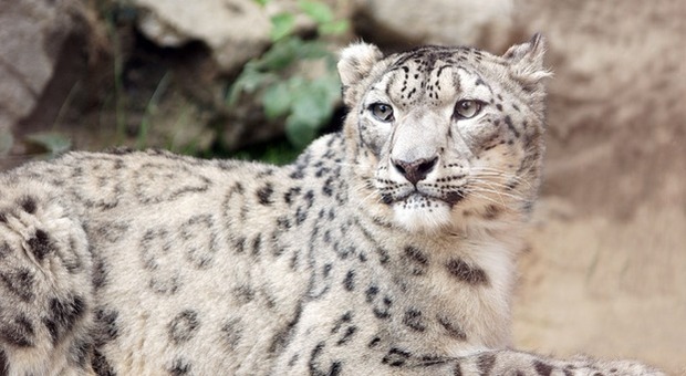 Covid, contagiato leopardo delle nevi allo zoo di San Diego: ora è in quarantena con la sua partner