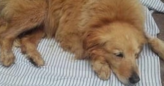 Frittella, cagnolina stuprata in Campania: parte la petizione per chiedere punizioni esemplari