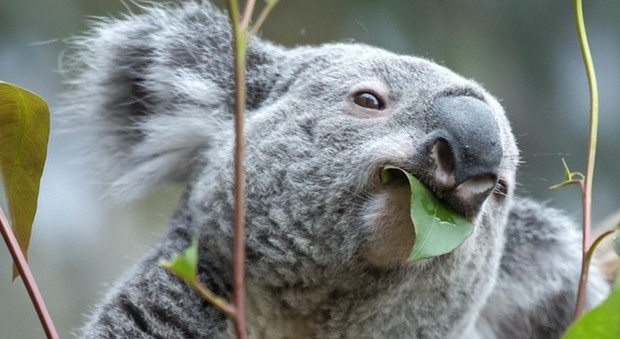 Il koala è quasi estinto: «L'uomo ha distrutto il suo habitat»